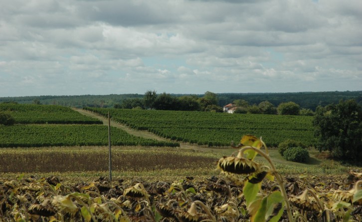 Lavardac - Vue générale du vignoble - © Marion CRIVELLARO