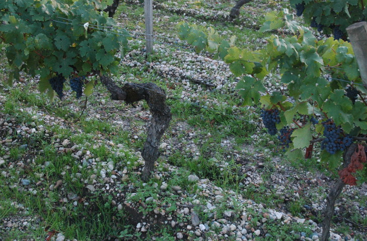 Léognan - Sol de graves garonnaises - Vignes du Château Carbonnieux - © M.CRIVELLARO