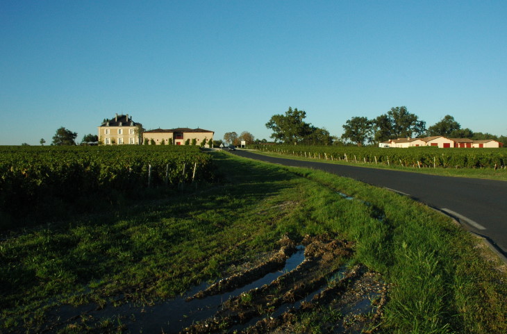Léognan - Vignes du Château Haut-Bailly sur croupe graveleuse. © M.CRIVELLARO