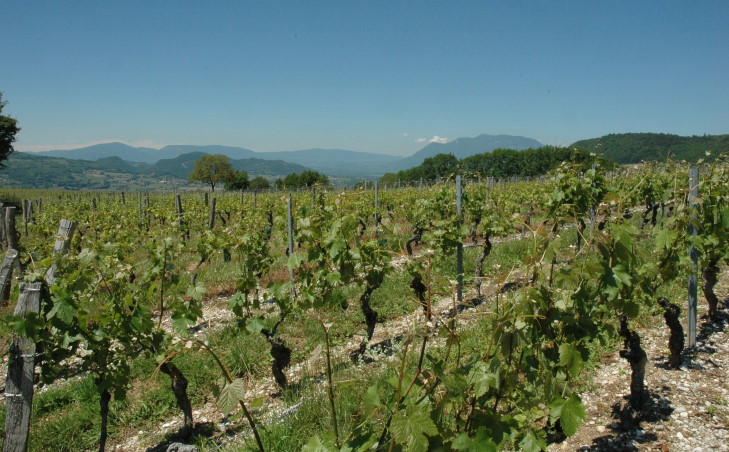 Les vignes autour des communes de Saint-Jean-de-Chevelu, Monthoux, Billième et les monts du Bugey - © M.CRIVELLARO