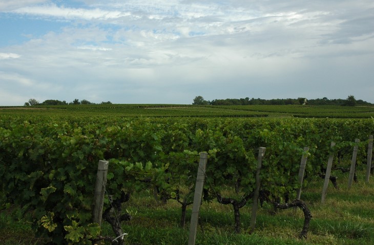 Listrac - Croupe de Fonréaud sur graves pyrénéennes  - Vignes du Château Fonréaud  - © M.CRIVELLARO