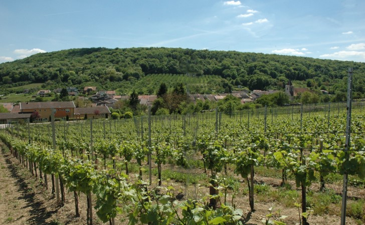 Lucey - Les vignes au dessus du village -  © M.CRIVELLARO