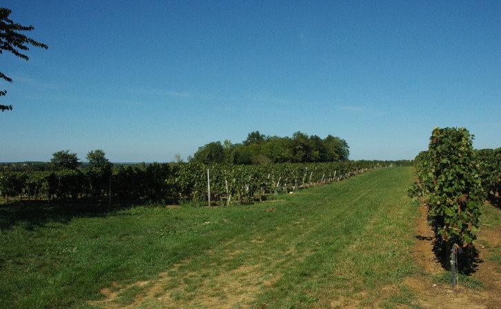 Lussac Saint-Emilion - Sol argilo-calcaire sur calcaire à astéries - © M.CRIVELLARO