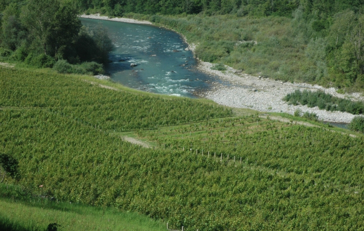 Marin - Le vignoble de Marin installé sur les sables et graviers sur les bords de la Dranse - © M.CRIVELLARO