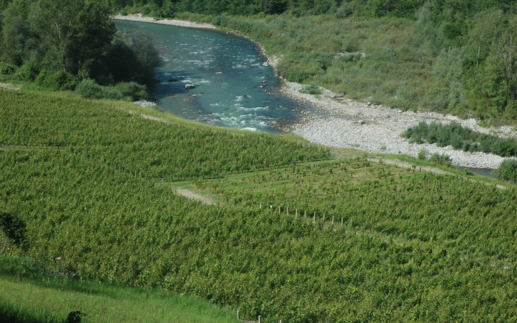 Marin - Le vignoble de Marin sur les bords de la Dranse. - © M.CRIVELLARO