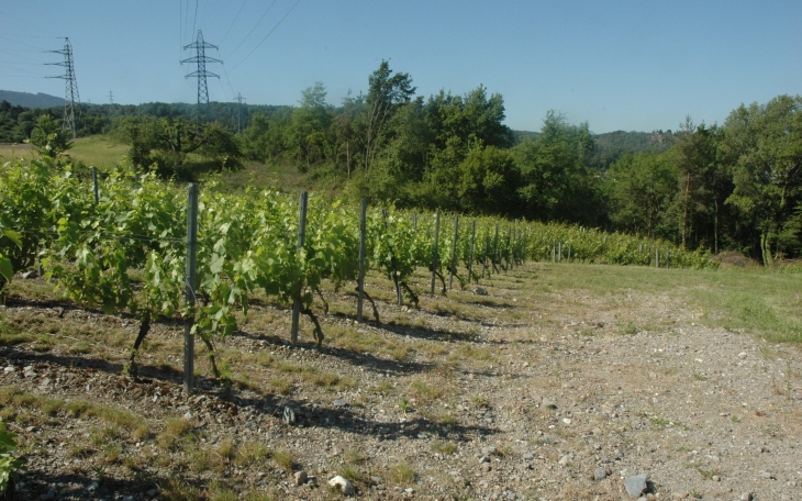 Marin - Le vignoble sur les pentes caillouteuses würmiennes qui bordent  la Dranse - © M.CRIVELLARO