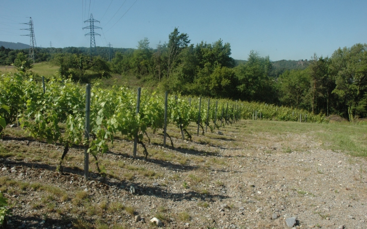 Marin - Le vignoble sur les pentes caillouteuses würmiennes qui bordent la Dranse - © M.CRIVELLARO Marin - Le vignoble sur les pentes caillouteuses würmiennes qui bordent la Dranse - © M.CRIVELLARO