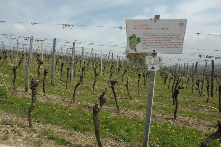 Marlenheim - Sentier viticole - © M.CRIVELLARO