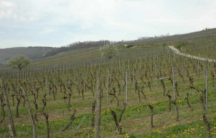 Marlenheim - Vignobles de Pinot noir au printemps - © M.CRIVELLARO Marlenheim - Vignobles de Pinot noir au printemps - © M.CRIVELLARO