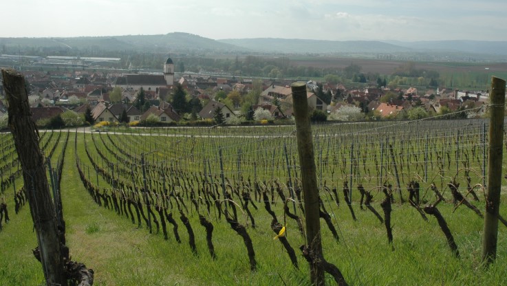 Marlenheim - Vignobles des coteaux du Marlenberg - Village de Marlenheim en fond - © M.CRIVELLARO