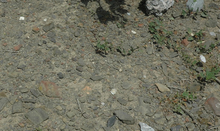Maury - Sol de marnes schisteuses noires de l'Albien - © M.CRIVELLARO