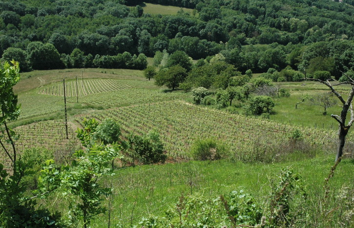 Mérignat - Les vignes sur les coteaux pentus du village de Mérignat - © M.CRIVELLARO Mérignat - Les vignes sur les coteaux pentus du village de Mérignat - © M.CRIVELLARO