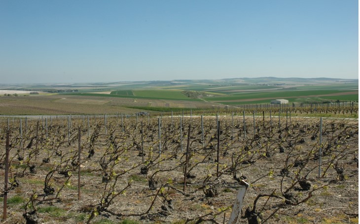 Montagne de Reims Est - Nogent-L'Abbesse - Le vignoble s'ouvre sur la plaine champenoise crayeuse vouée aux cultures céréalières - © M.CRIVELLARO