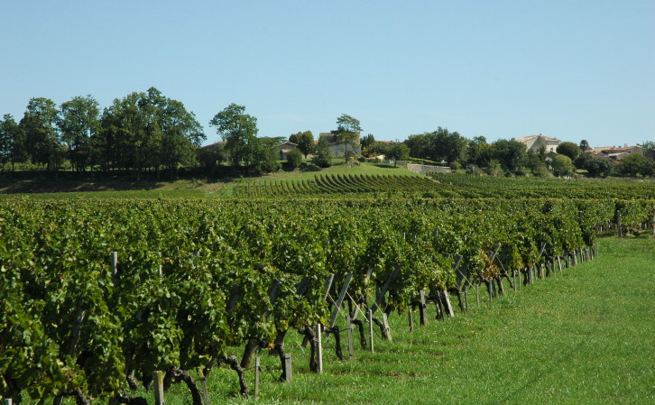 Montagne-Saint-Emilion -  Le vignoble au pied du village de Montagne - © M.CRIVELLARO