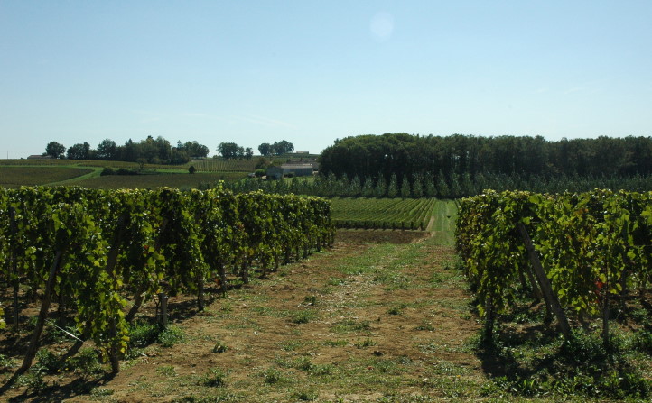 Montagne Saint-Emilion - Sol argilo-calcaire sur calcaire à astéries - © M.CRIVELLARO