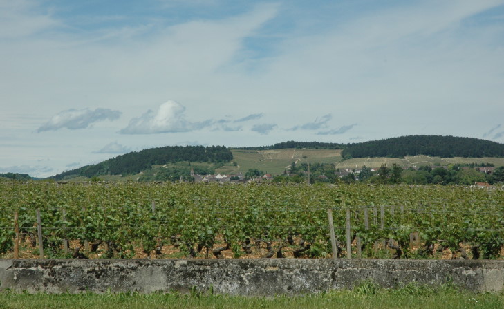 Monthelie - Le vignoble sur les coteaux de Volnay - © M.CRIVELLARO