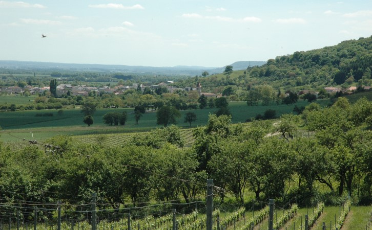 Pagney-derrière-Barine -   Vignes et mirabelliers au dessus du village -  © M.CRIVELLARO