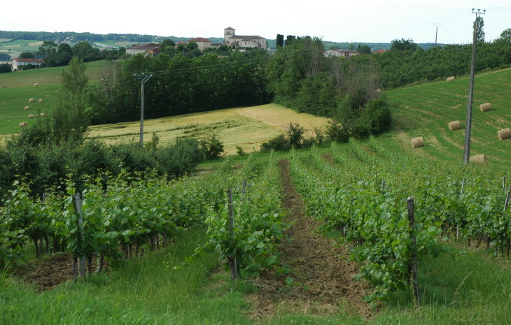 Parcelle de vignoble des Coteaux du Quercy au milieu des cultures fourragères. © M.CRIVELLARO Parcelle de vignoble des Coteaux du Quercy au milieu des cultures fourragères. © M.CRIVELLARO