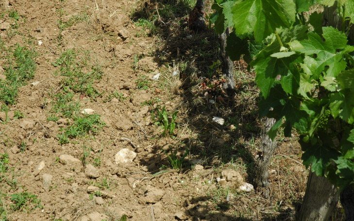 Parnac - Vignoble de Cahors - Sol argilo-calcaire sur terrasses graveleuses du Lot - © M.CRIVELLARO