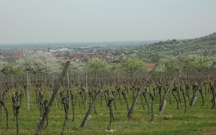  La plaine d'Alsace vue du vignoble de Rosheim. Photo Michel CRIVELLARO