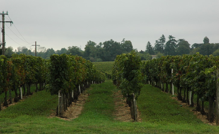 Plateau de Vayres - Vignoble des Graves de Vayres - © M.CRIVELLARO