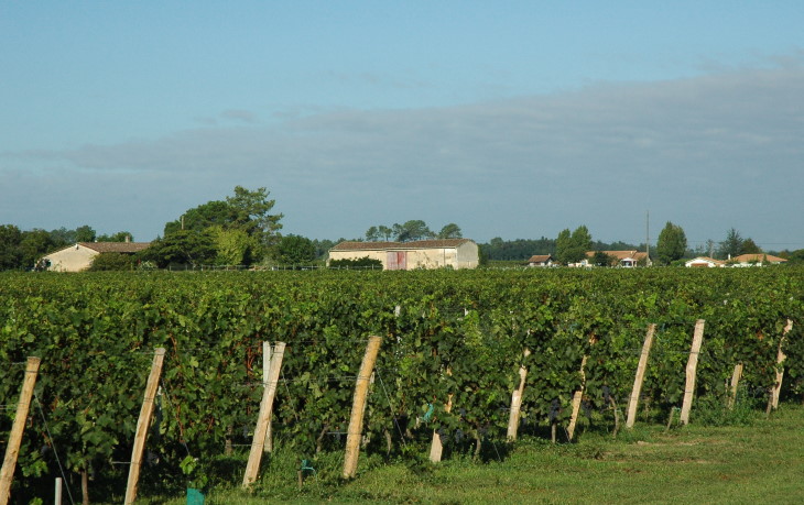 Portets - Le vignoble est installé sur le plateau proche de la Gironde - © M.CRIVELLARO