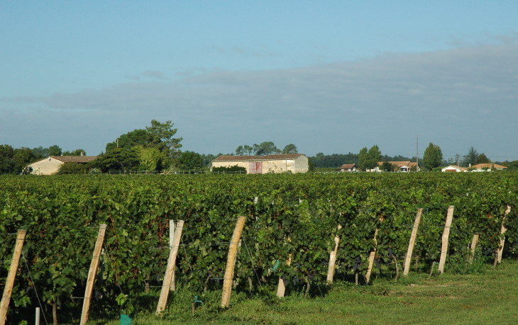 Portets - Le vignoble est installé sur le plateau proche de la Gironde - © M.CRIVELLARO Portets - Le vignoble est installé sur le plateau proche de la Gironde - © M.CRIVELLARO
