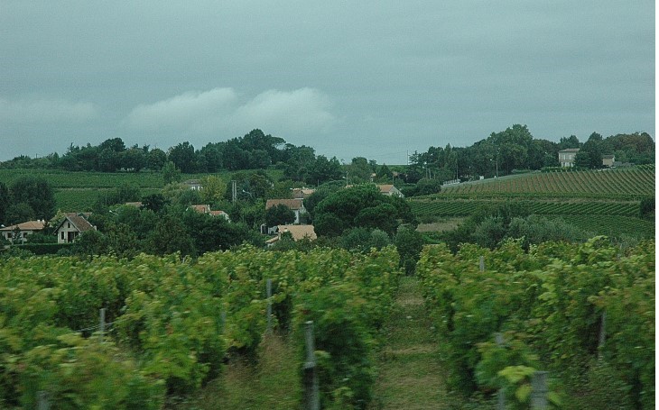 Prignac-et-Marcamps - Le vignoble s'étale sur les coteaux et vallons qui bordent le plateau calcaire -  © M.CRIVELLARO