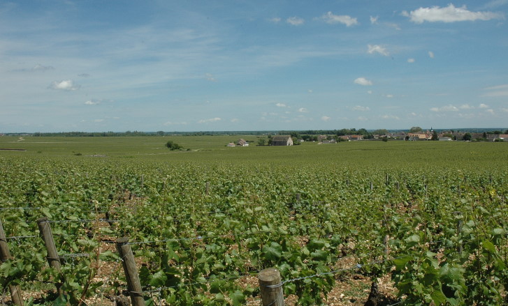 Puligny-Montrachet - Le vignoble s'étend autour du village -  © M.CRIVELLARO