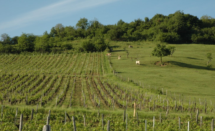 Pupillin - Vignes et pâturages plan rapproché.  © M.CRIVELLARO