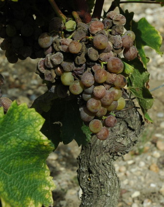 Raisins flétris - © M.CRIVELLARO