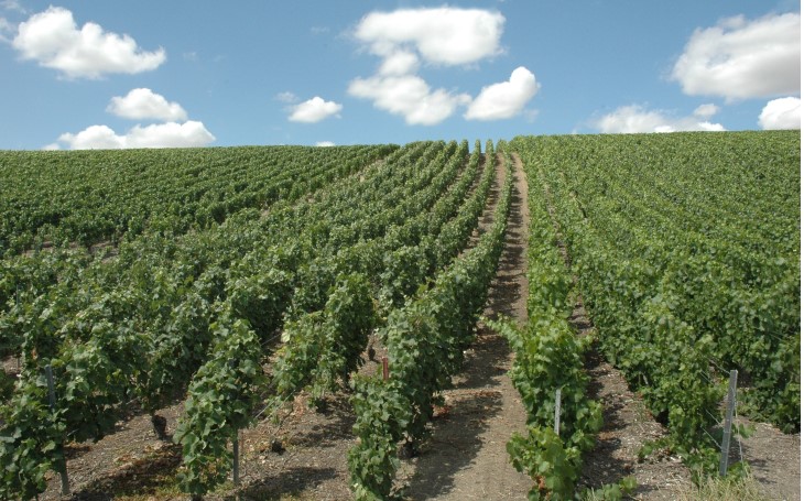 Région de Congy-Villevenard - Villevenard - Coteaux viticoles, l'encépagement en pinot meunier est de 50 % -  © M.CRIVELLARO