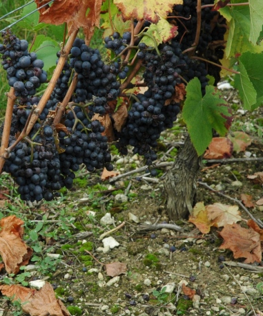 Reuilly sol marno-calcaire sous un cep de pinot noir - © M.CRIVELLARO