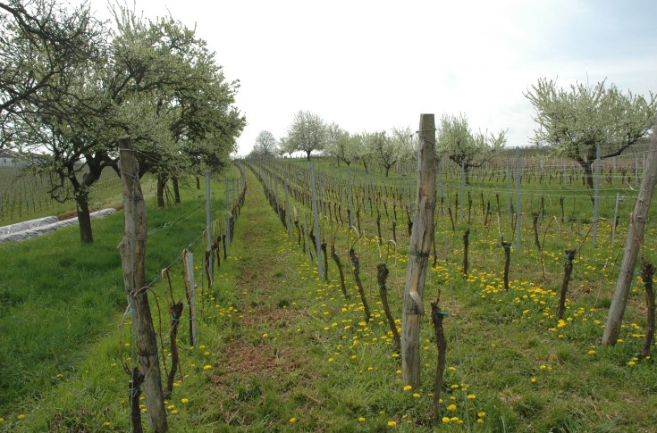 Rosheim - Vignes et pissenlits - © M.CRIVELLARO