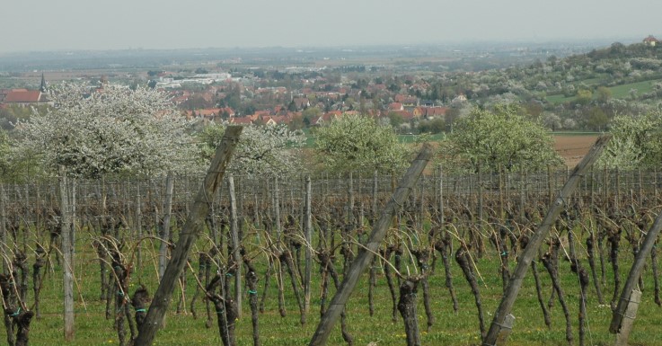 Rosheim - Vignoble et arbres fruitiers en fleurs - L'Alsace au printemps - © M.CRIVELLARO