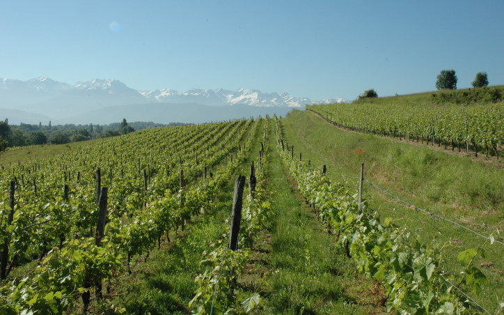 Saint-Badolph - Dans les vignes , au lieu-dit Ronjou, au loin on aperçoit les sommets enneigés du massif de Belledonne. © M.CRIVELLARO Saint-Badolph - Dans les vignes , au lieu-dit Ronjou, au loin on aperçoit les sommets enneigés du massif de Belledonne. © M.CRIVELLARO