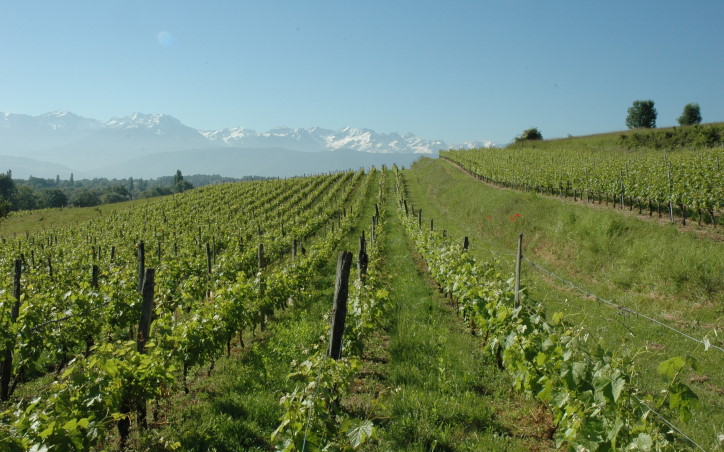 Saint-Badolph - Dans les vignes , au lieu-dit Ronjou,  au loin on aperçoit les sommets enneigés du massif de Belledonne. © M.CRIVELLARO