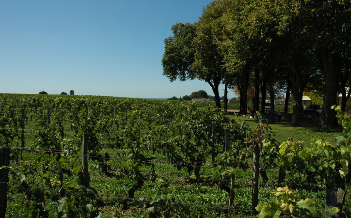 Saint-Emilion - Château Clos Fourtet Premier Grand Cru Classé de Saint-Emilion - © M.CRIVELLARO