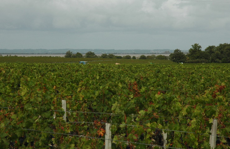 Saint-Estéphe - Vignes sur croupe en bordure de Gironde - © M.CRIVELLARO