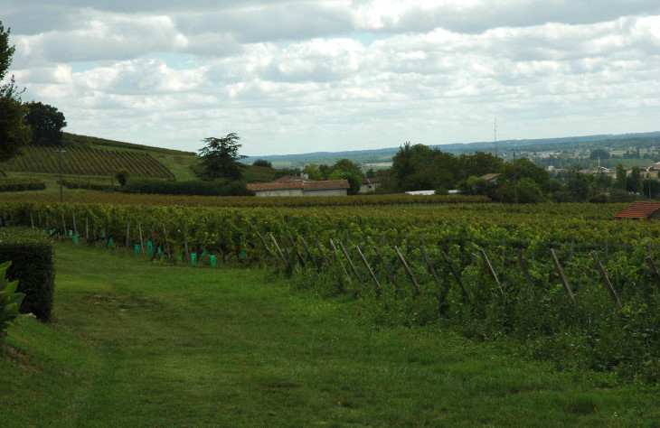 Saint- Macaire - Vignoble des Côtes de Bordeaux Saint-Macaire  - © M.CRIVELLARO