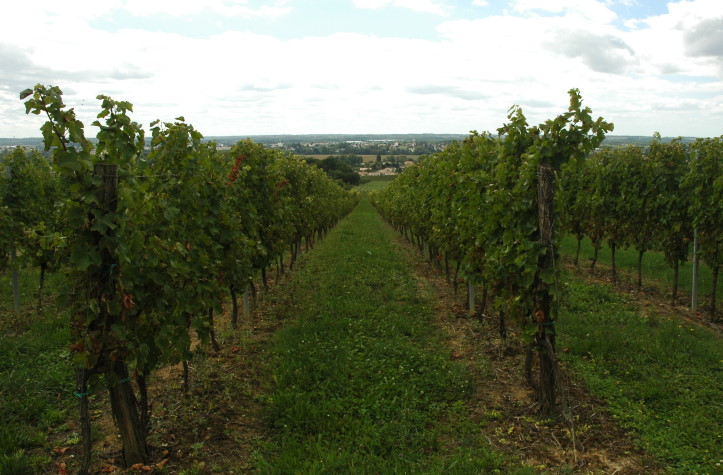 Saint- Macaire - Vignoble des Côtes de Bordeaux Saint-Macaire  - Sol brun calcaire - © M.CRIVELLARO