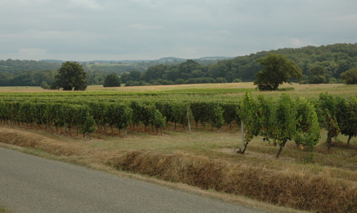 Saint-Mont - Le vignoble est implanté dans un paysage de coteaux et de collines molassiques... © Marion CRIVELLARO