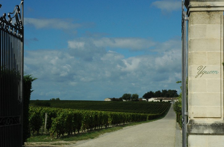 Sauternes - Château d'Yquem - Haute terrasse portant le vignoble -  © M.CRIVELLARO