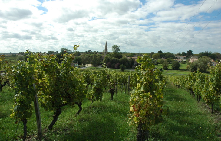 Sauternes - Les vignes entourent le village - © M.CRIVELLARO