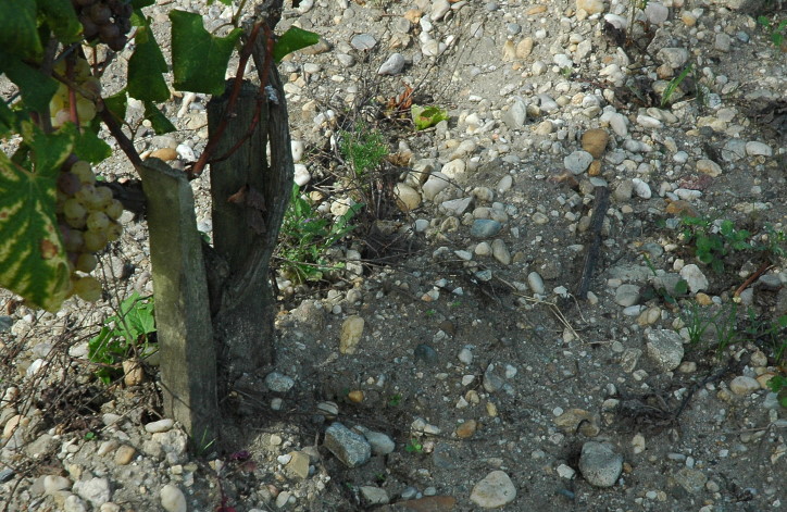 Sauternes - Sol graveleux dans la vignoble de Château d'Yqem - Photo Michel CRIVELLARO