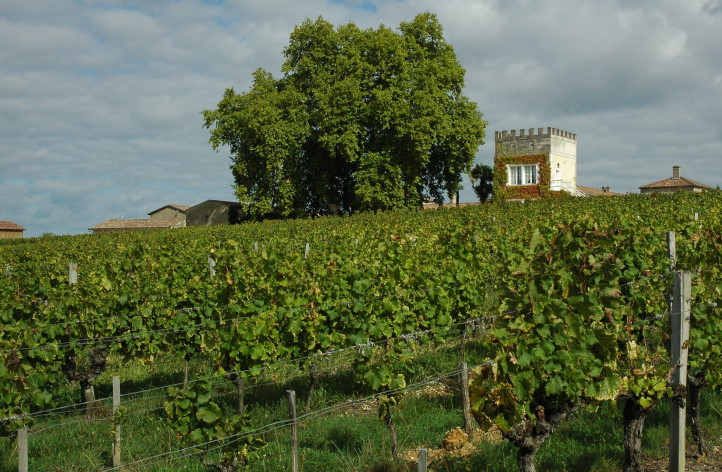 Sauternes - Vignoble sur croupe graveleuse - © M.CRIVELLARO