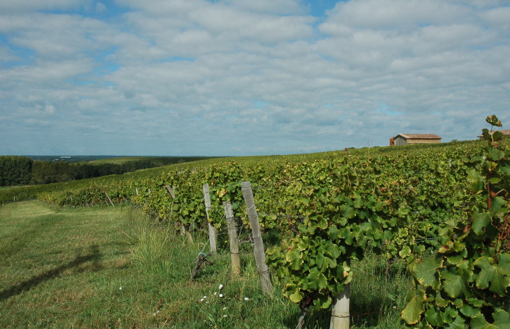 Sauternes - Vue des vignes sur les hauteurs d'une croupe - © M.CRIVELLARO