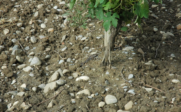 Sol constitué de poudingues et de molasses plus ou moins altérées par l’érosion à proximité de la commune de Cailhau -  © M.CRIVELLARO
