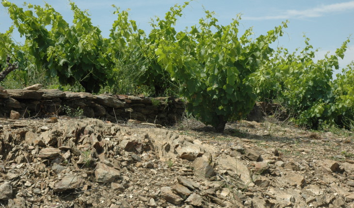 Sol de schistes bruns dans le vignoble de Collioure - © M.CRIVELLARO