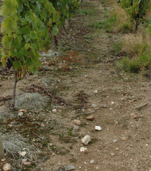 Sol siliceux, sables, graviers quartz. Vignoble de Châteaumeillant - © M.CRIVELLARO